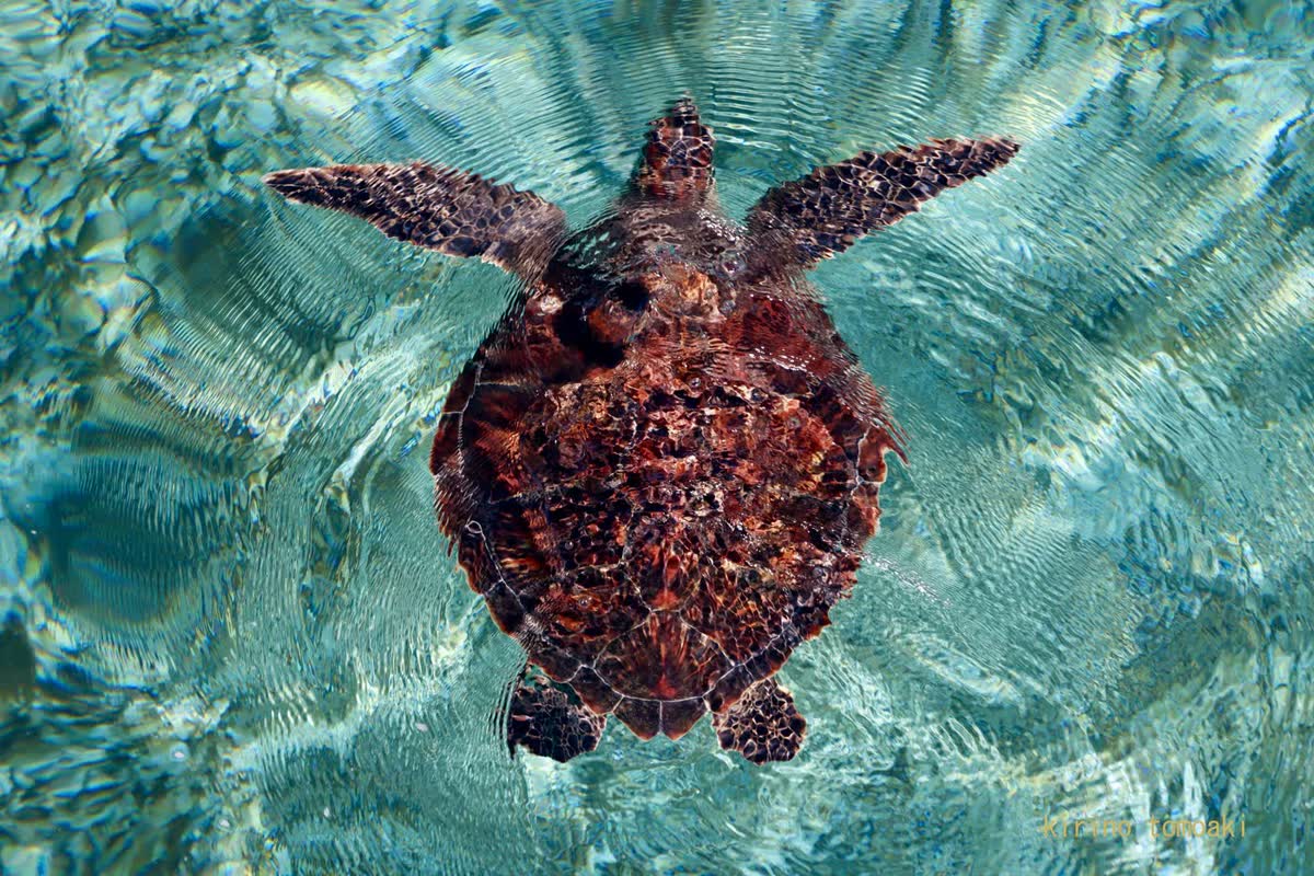 美ら海を飛ぶ
