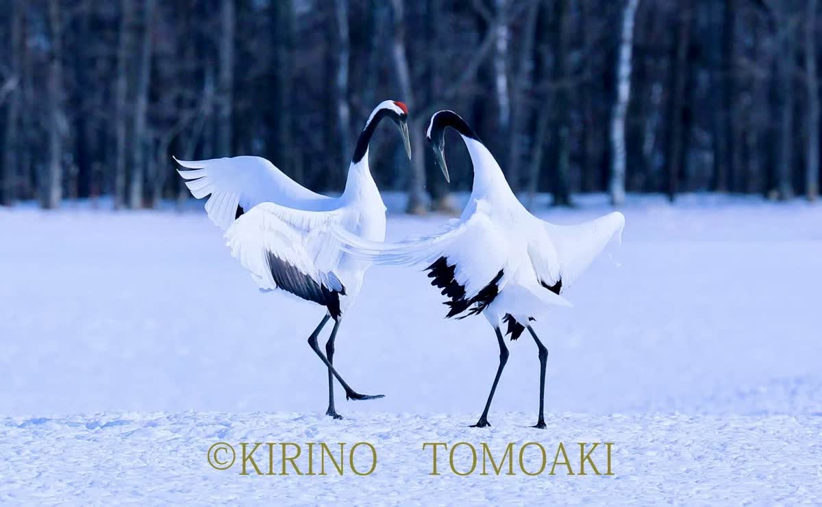タンチョウ鶴（愛のダンス）