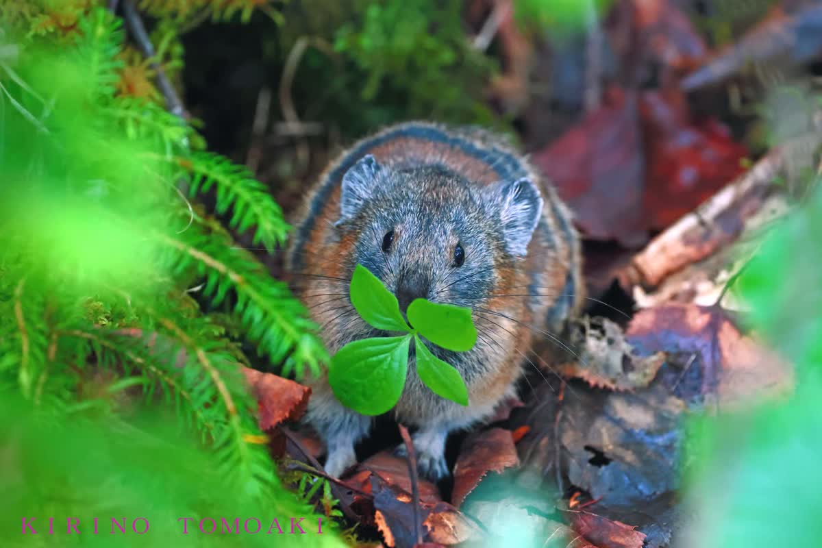 蝦夷ナキウサギ（小さな森の贈り物）