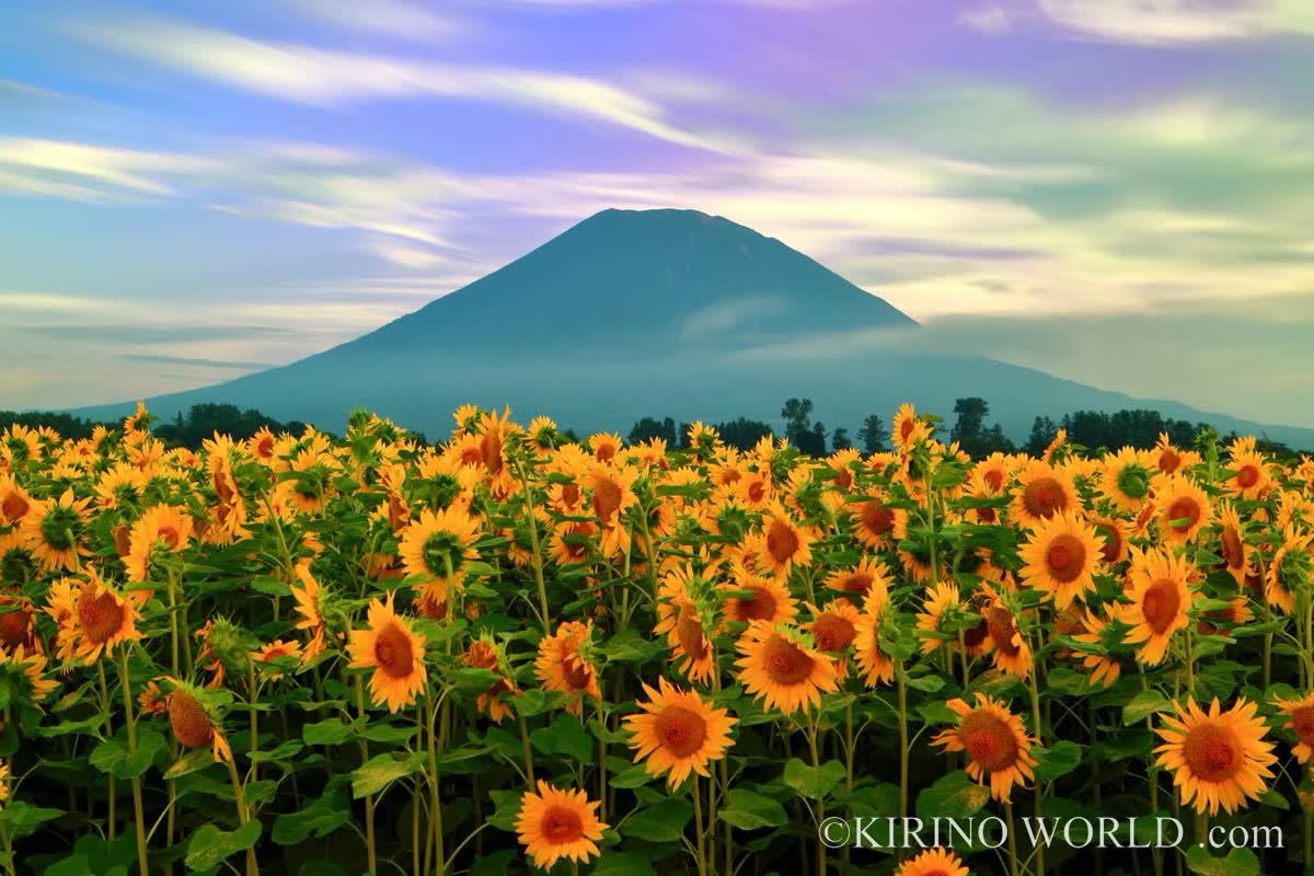 夏の目覚め、北の大地