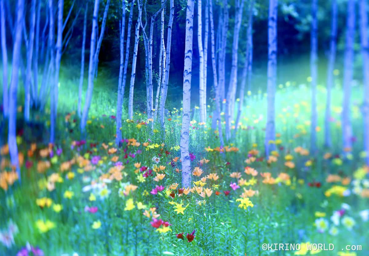 秘密の園