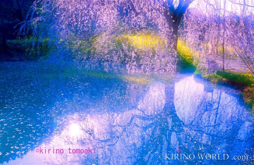 Cherry Blossoms in a Dream