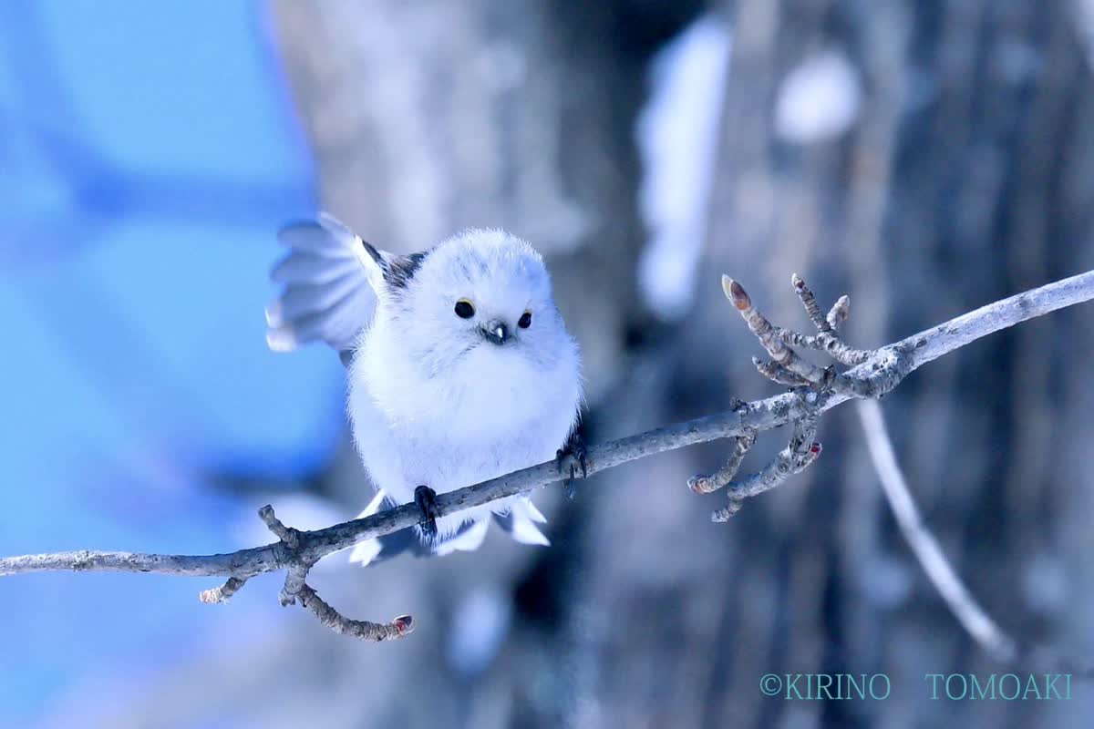 愛のいきもの
