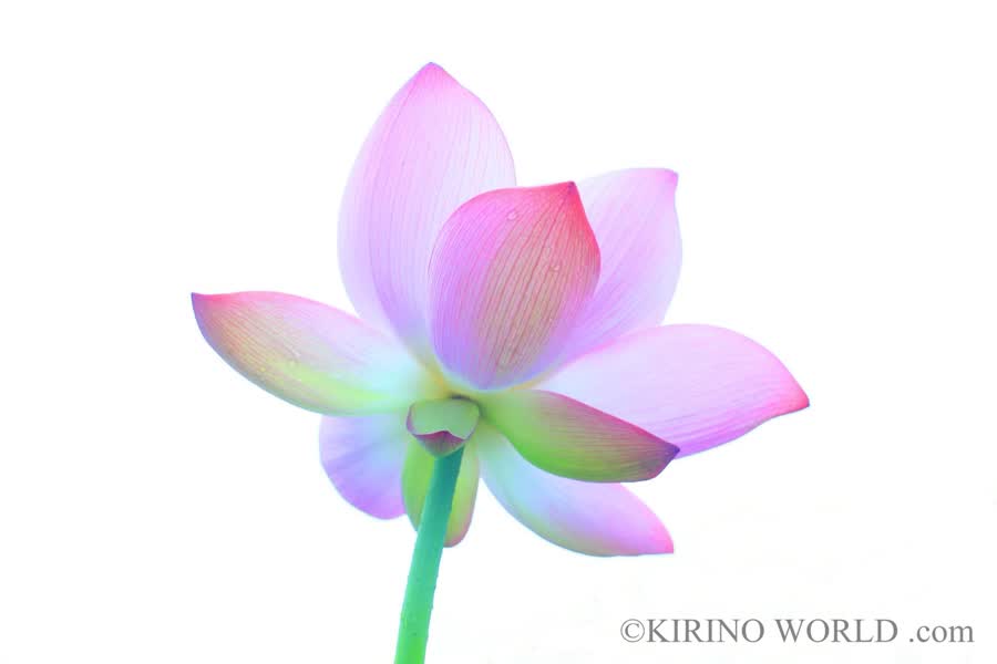 蓮の花 ／ 桐野伴秋 作品